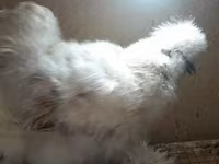 Chickens — fotografija 5