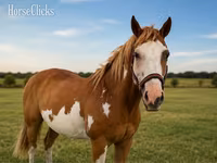Horse (M), American paint horse — photo 3