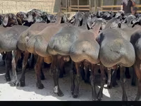 Ovan, Hissar sheep — fotografija 6