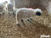كبش, Wallis Country sheep — الصورة 1