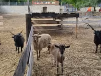 मेढ़ा, Racka sheep — फ़ोटो 3