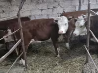 गाय, कजाख़स्तानी सफेद सिर वाली गाय — फ़ोटो 2