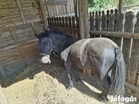 Horse (M), Horses — photo 2