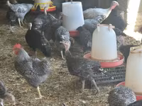 Turkeys — fotografija 5