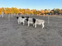 Қошқар, Dorper sheep — 3-сурет