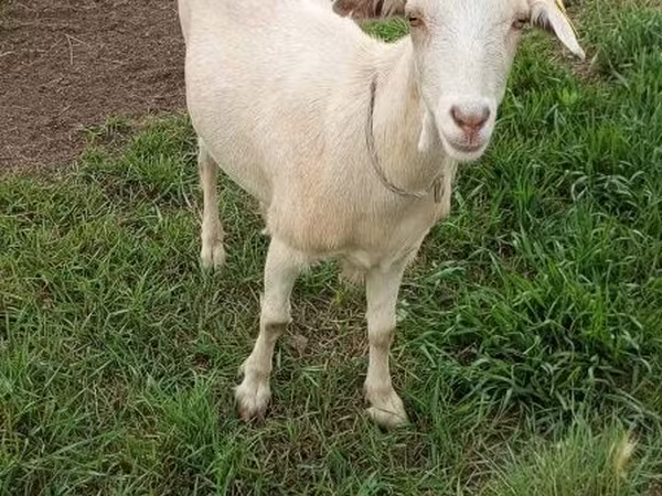 Chèvre, Saanen goat