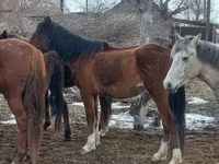 Kobyła, Kazakh horse — zdjęcie 7