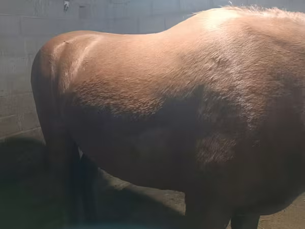 Kobila, Budyonny horse