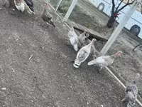 Ducks — fotografija 4