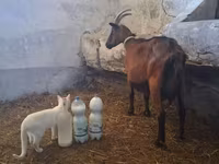 Boucs, Alpine goat — photo 3