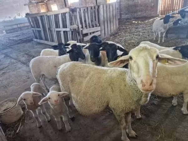 Qoyun, Merino sheep — Macarıstan