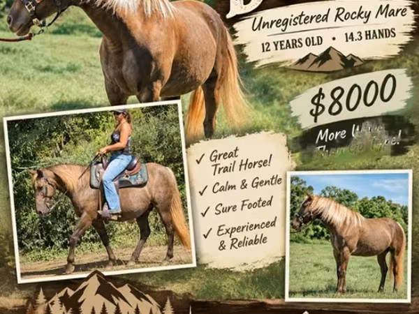 Kobila, Kentucky mountain daddle horse