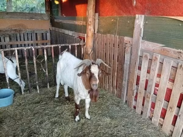 Taka, Boer goat — Vengriya