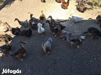 Ducks — الصورة 1