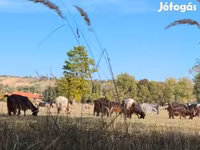 Kuh, Ungarische Graue Rasse — Foto 1