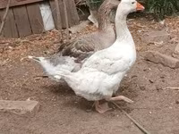 Geese — photo 8