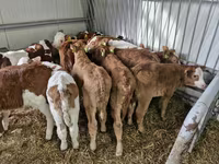Goveda (partija, pol nije naveden), Simmental cattle — fotografija 3