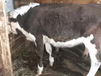 雌牛, Simmental cattle — 写真 1