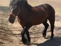 Horse (M), Horses — photo 2