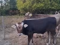 Bulle, Braune Karpatenrasse — Foto 2
