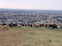 Qoç, Qoyunlar — foto 5
