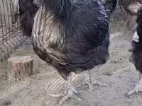 ऑर्पिंग्टन — फ़ोटो 6