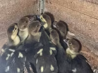 Ducks — Foto 1