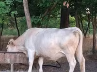 母牛, Charolais cattle — 照片 1