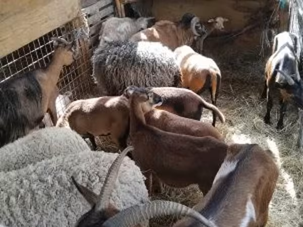 Sheep, Cameroon sheep