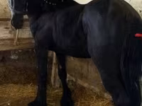 घोड़ा, Friesian — फ़ोटो 1