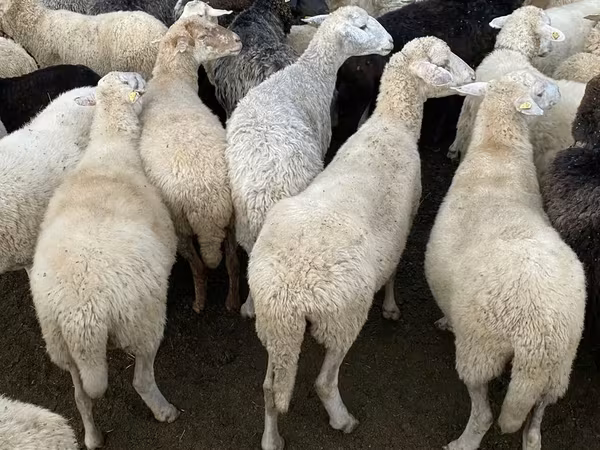 Brebis, Moutons