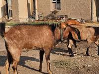 Echki, Echkilar — 2-rasm