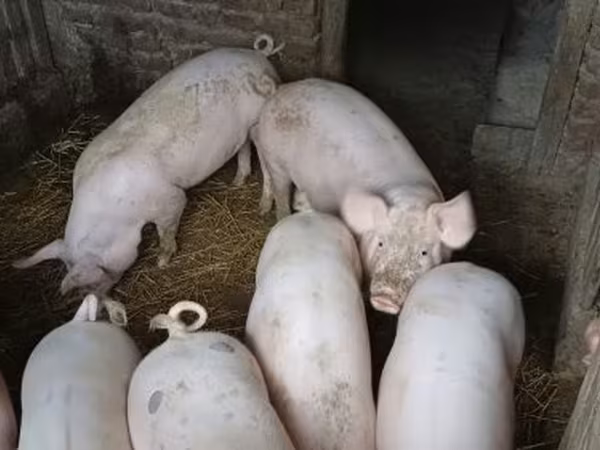 خنزير ذكر, Крупная белая