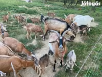 बकरियाँ (लॉट, लिंग निर्दिष्ट नहीं), बकरियाँ — फ़ोटो 4
