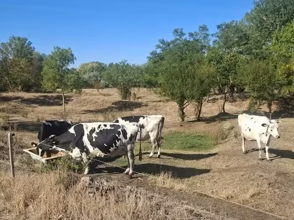 Krowa, Rasa holsztyńska — Węgry