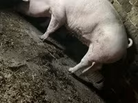 Säue, Schweine — Foto 7