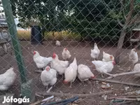 Chickens — fotografija 2
