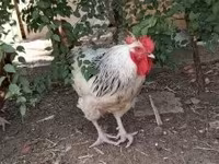 Chickens — Foto 2