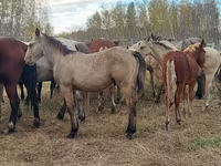 Cheval, Chevaux — photo 8