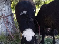 Moutons (lot, sexe non indiqué), Moutons — photo 2