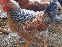 Chickens — zdjęcie 4