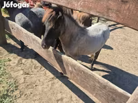 Yegua, Shetland Pony — foto 5