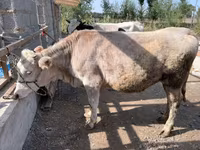 İnək, Simmental cattle — foto 1