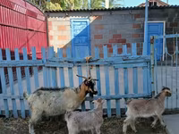 Echki, Echkilar — 1-rasm