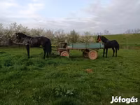 Caballo, Nonius horse — foto 4