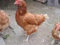 Danish hen — photo 5