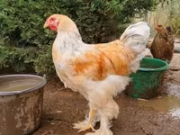Brahma — foto 4