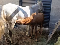 Jument, Horse breed — photo 1