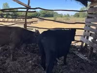 Byk, Simmental cattle — zdjęcie 8