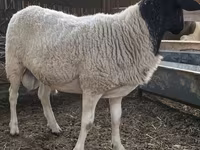 Ovan, Dorper sheep — fotografija 5